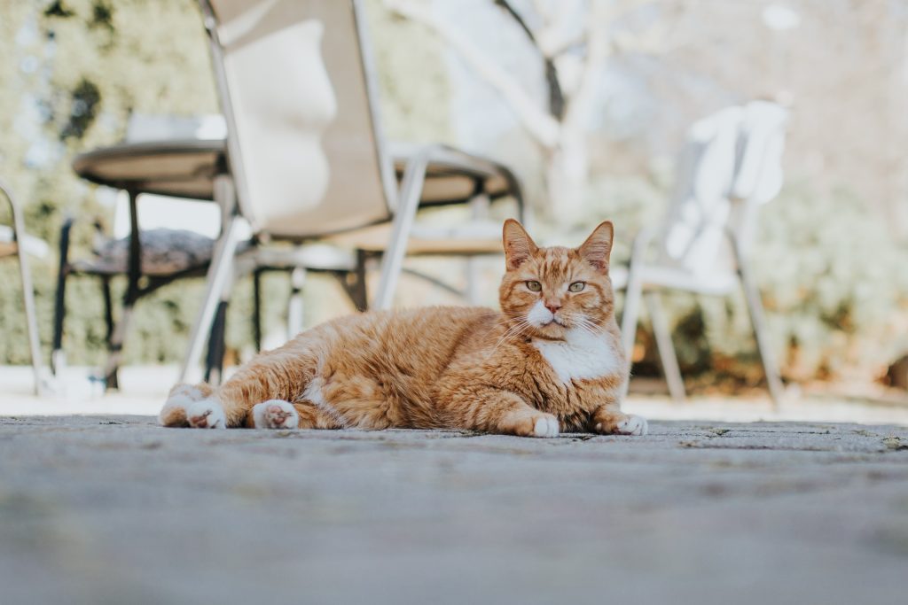 Photographing the Family Cat | Kim Hoover | Bluebird Chic