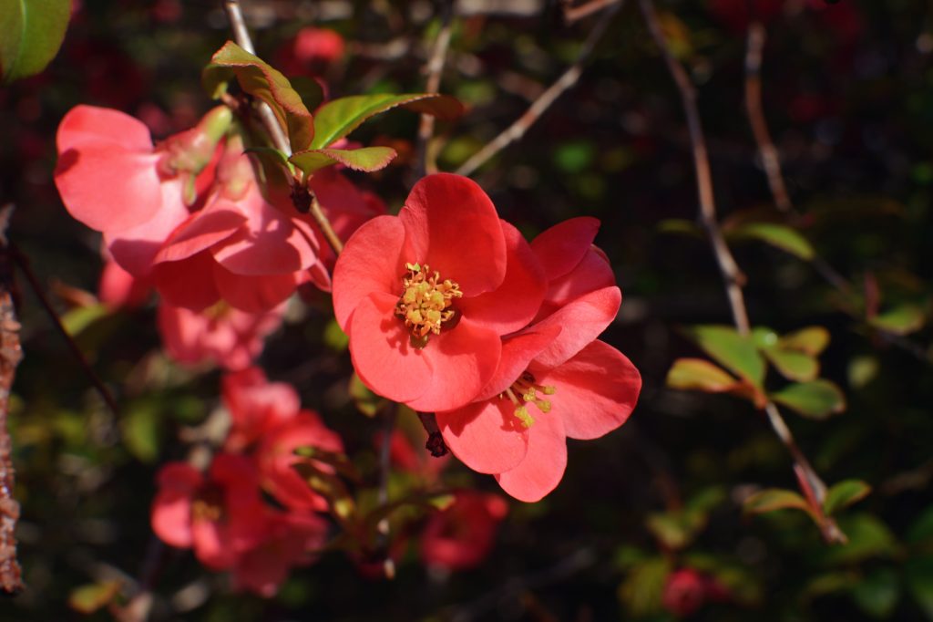 6 Tips for Capturing the Beauty of Spring in Your Photos | Monika Hanley | Bluebird Ambassador