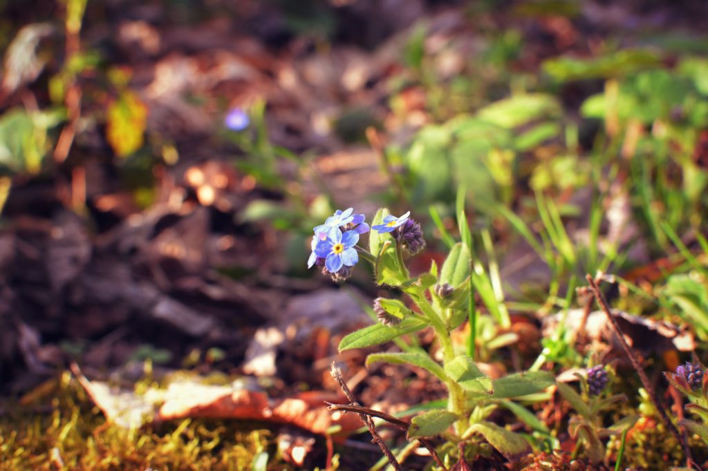 6 Tips for Capturing the Beauty of Spring in Your Photos | Monika Hanley | Bluebird Ambassador